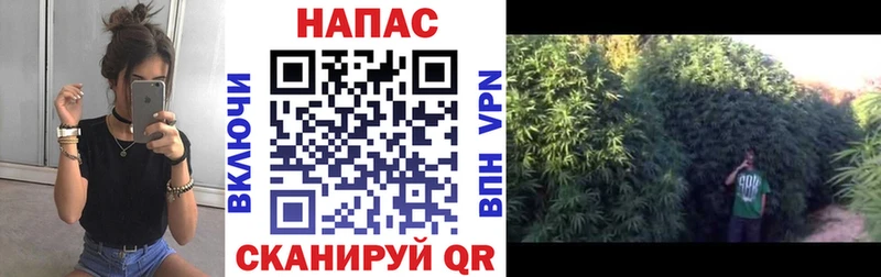 Канабис сатива  Лыткарино 
